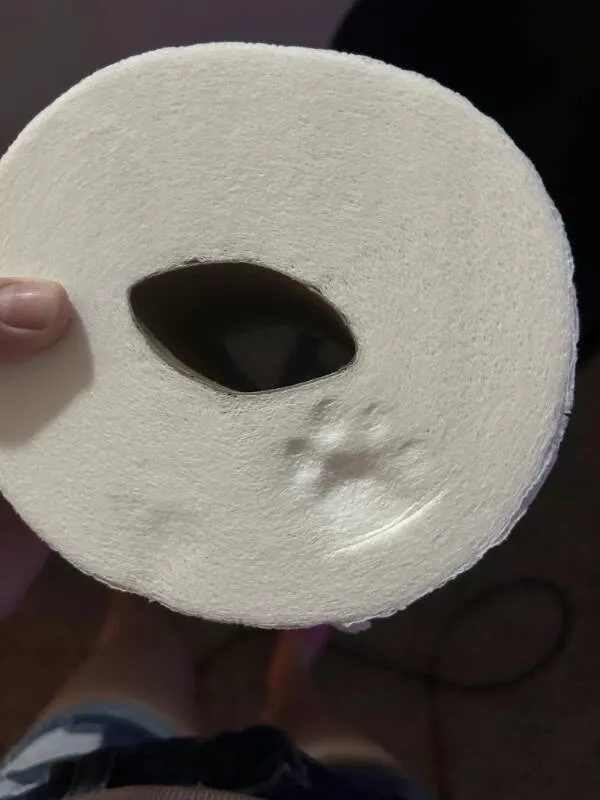 Photos stylees qui meritent quon sy attarde - #22 Patte de chat imprimée sur un rouleau de papier toilette