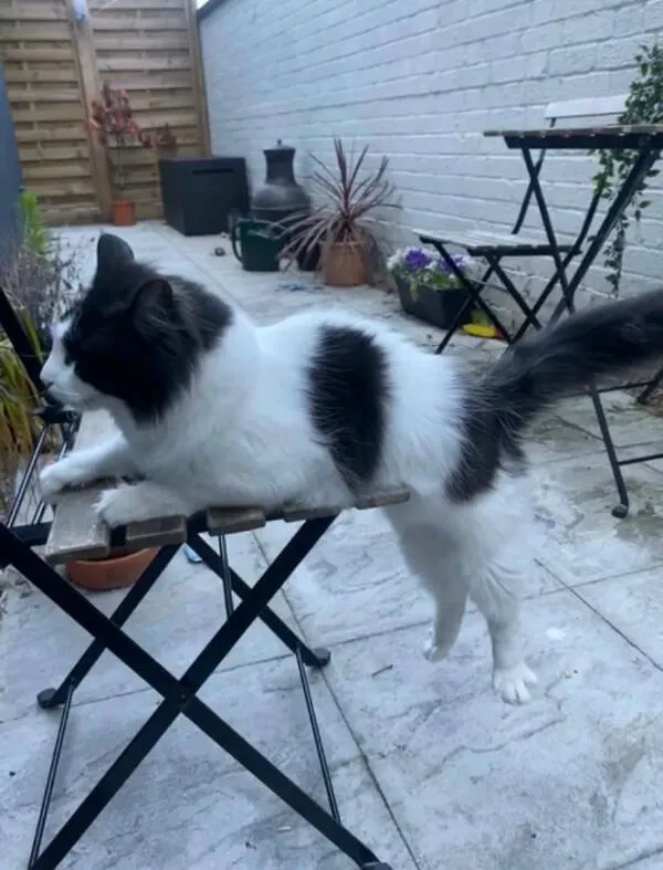 Awesome pics that get better the longer you look - #23 Blind Cat Navigates Chair Using His Whiskers