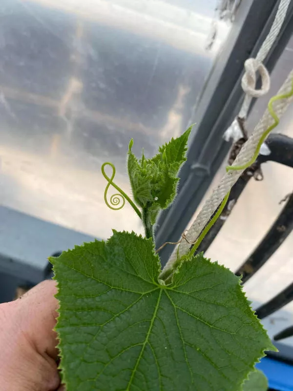 Awesome pics that get better the longer you look - #4 Cucumber Plant Grows Vine In Treble Clef Shape