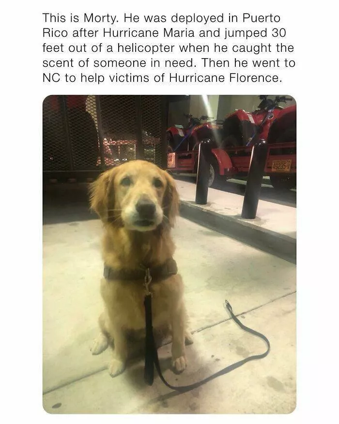 Votre dose canine de bonheur du jour - #1 