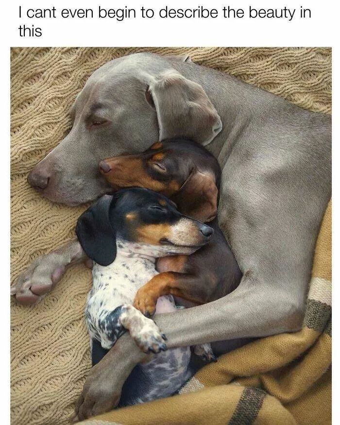 Todays bark of pure joy - #11 