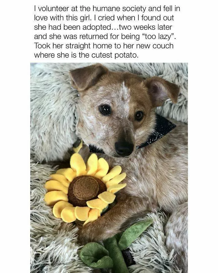 Todays bark of pure joy - #12 