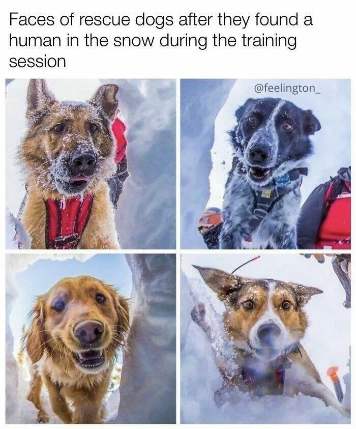 Todays bark of pure joy - #13 