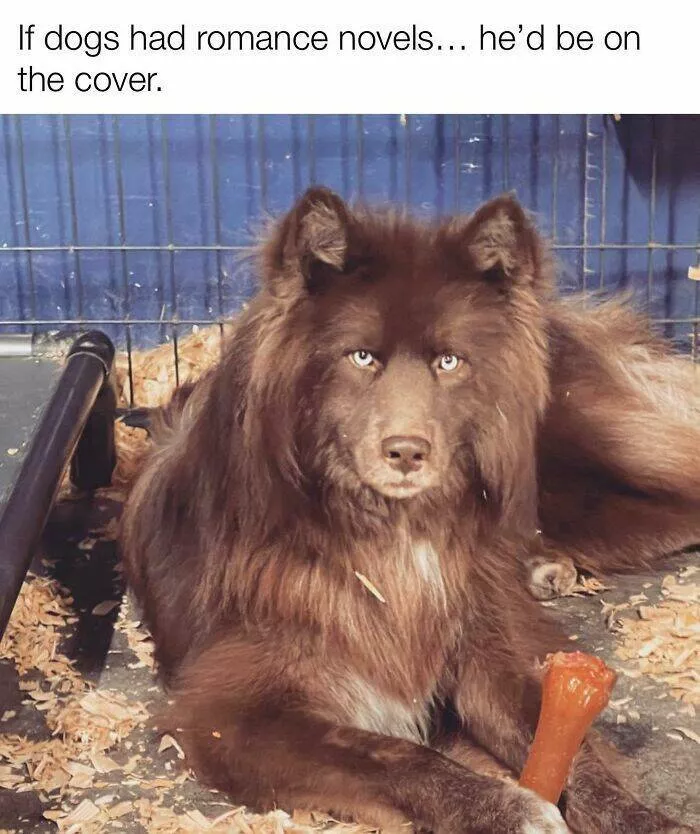 Votre dose canine de bonheur du jour - #14 