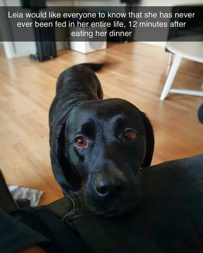 Todays bark of pure joy - #15 