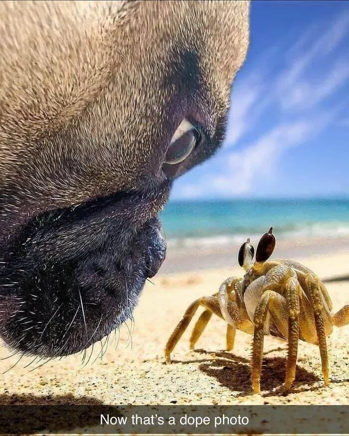 Votre dose canine de bonheur du jour - #18 