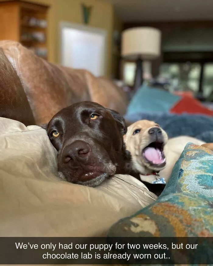 Votre dose canine de bonheur du jour - #19 