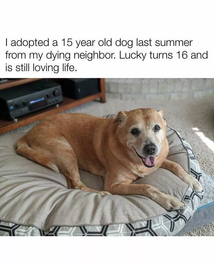 Todays bark of pure joy - #20 