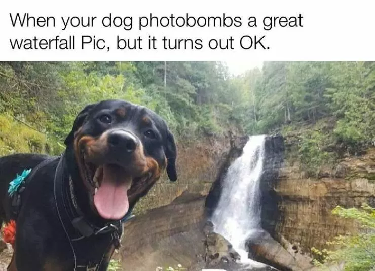 Todays bark of pure joy - #21 