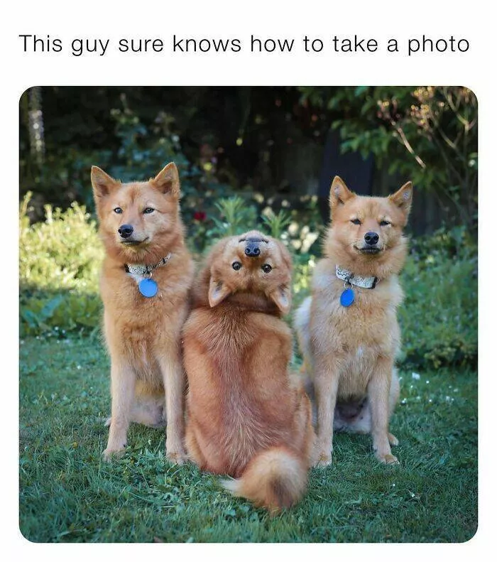 Todays bark of pure joy - #22 