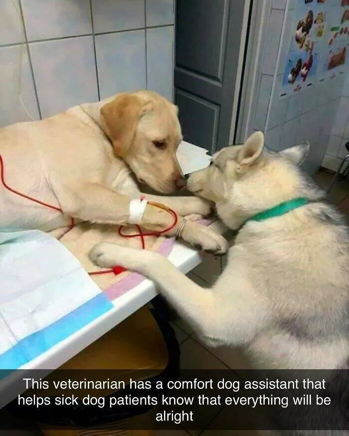 Votre dose canine de bonheur du jour