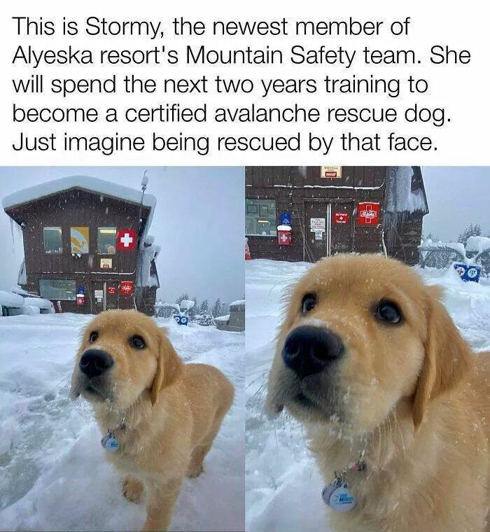 Todays bark of pure joy - #25 