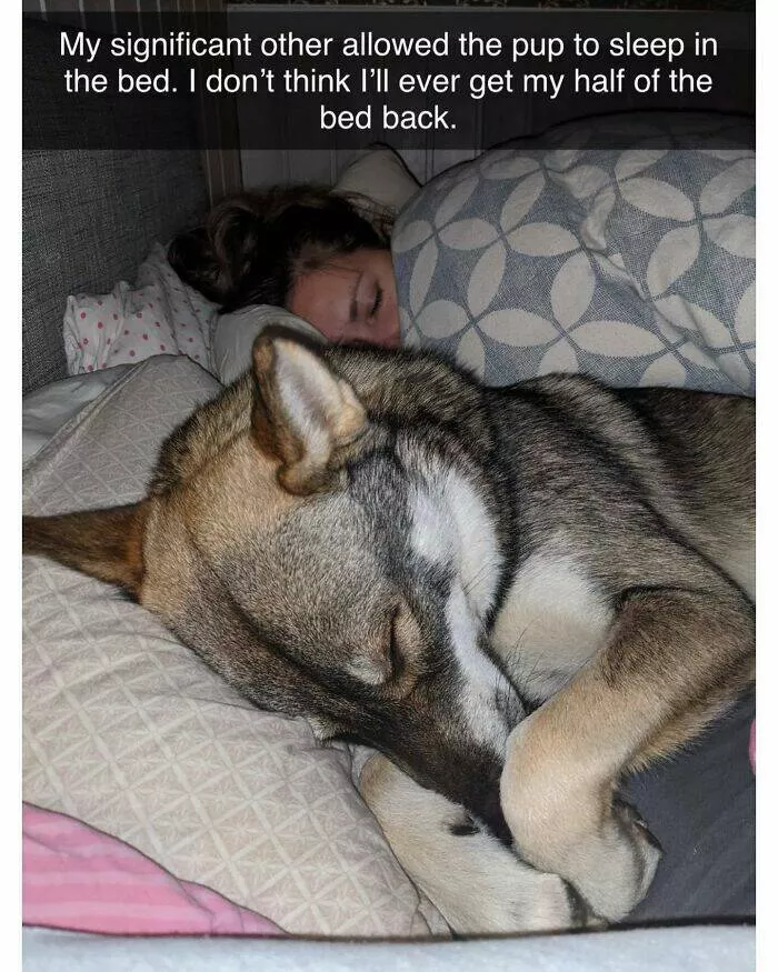 Todays bark of pure joy - #26 