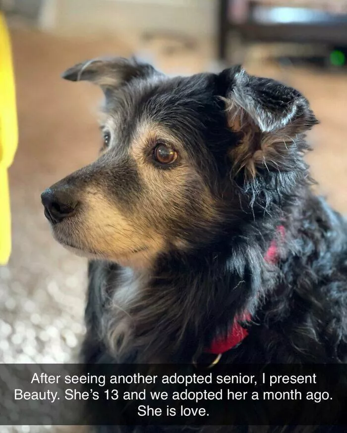 Todays bark of pure joy - #28 