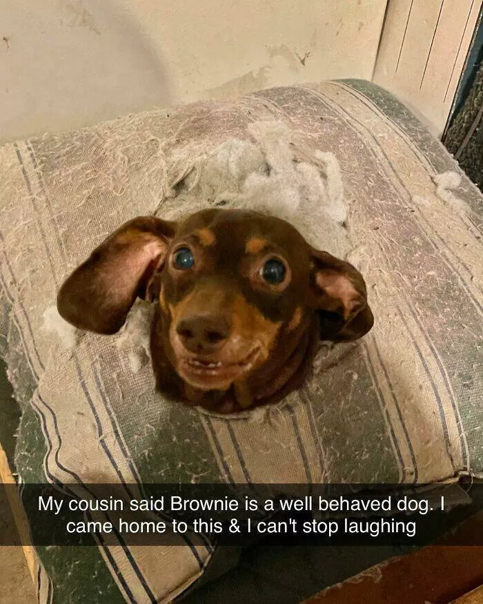 Todays bark of pure joy - #29 