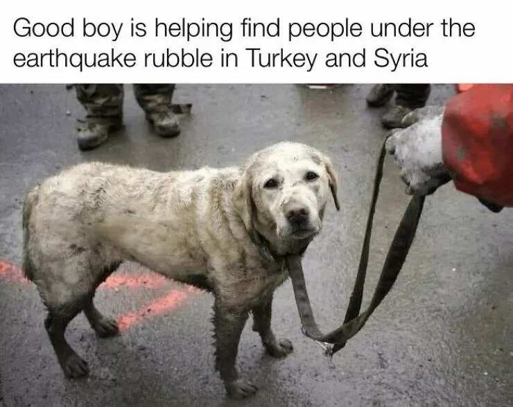 Todays bark of pure joy - #30 