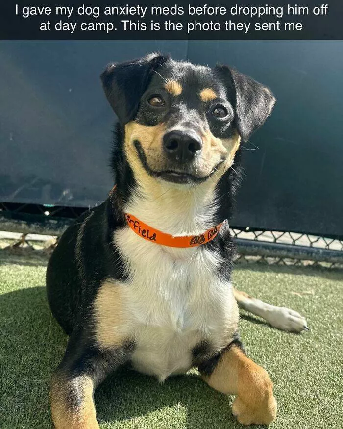 Todays bark of pure joy - #31 