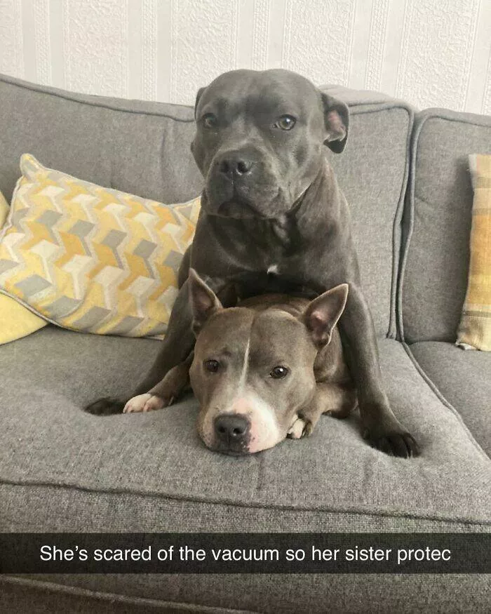 Todays bark of pure joy - #32 