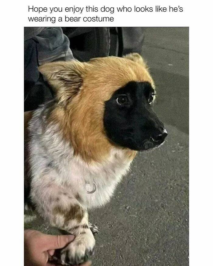 Todays bark of pure joy - #33 