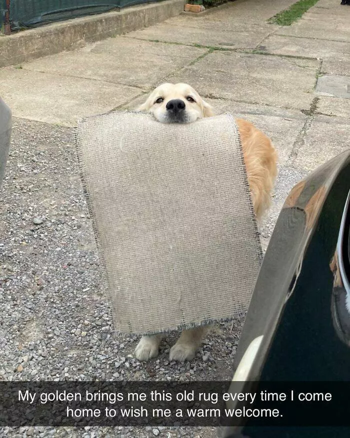 Todays bark of pure joy - #34 