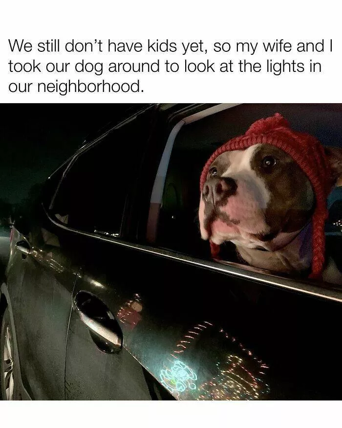 Todays bark of pure joy - #35 