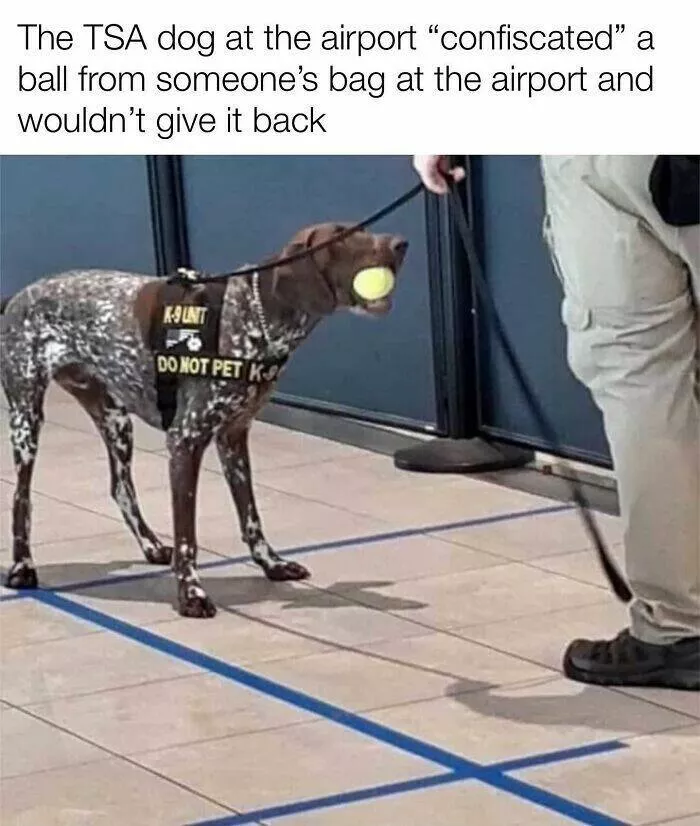 Todays bark of pure joy - #37 