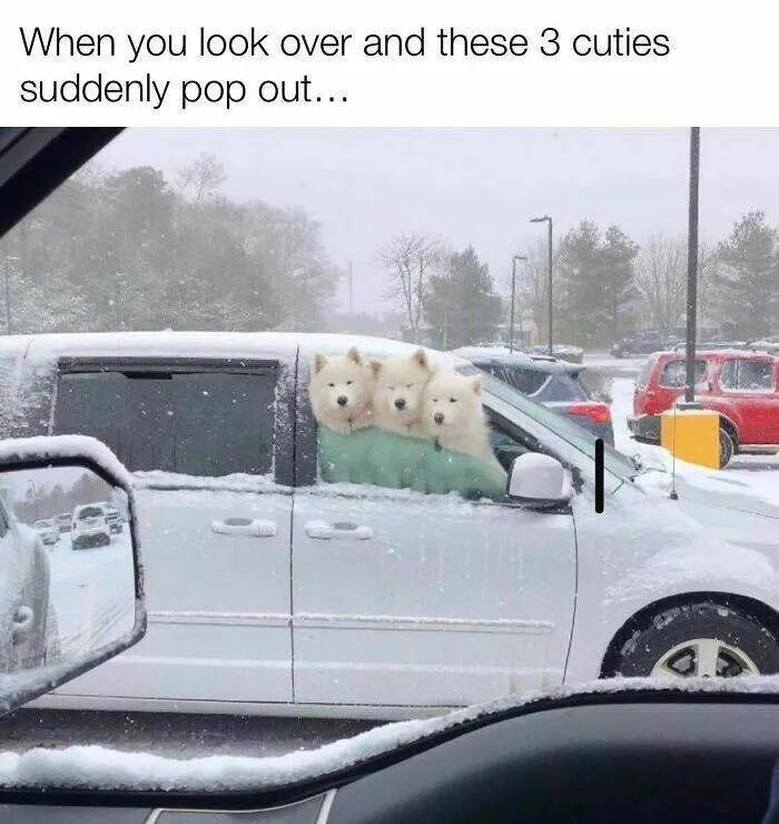 Todays bark of pure joy - #38 