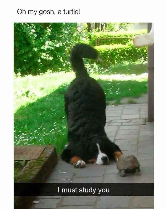 Votre dose canine de bonheur du jour - #4 
