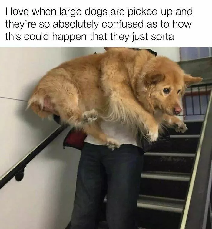Todays bark of pure joy - #40 