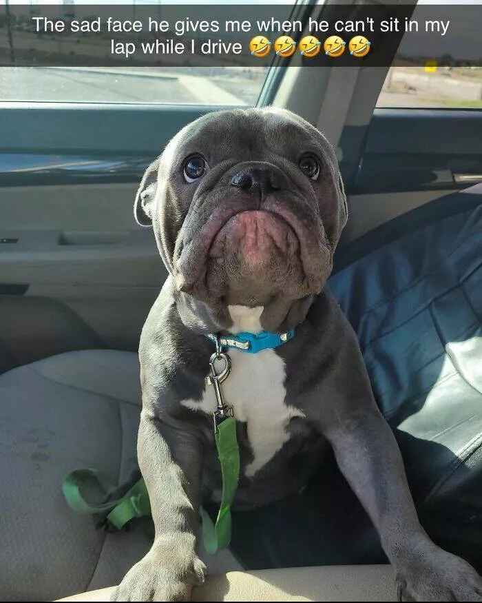 Todays bark of pure joy