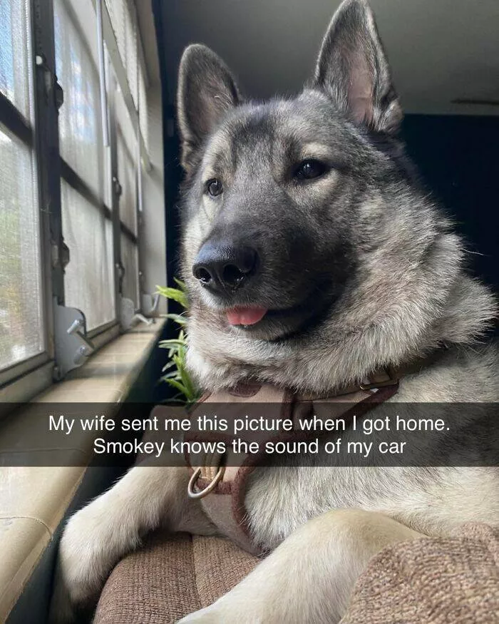 Todays bark of pure joy - #42 