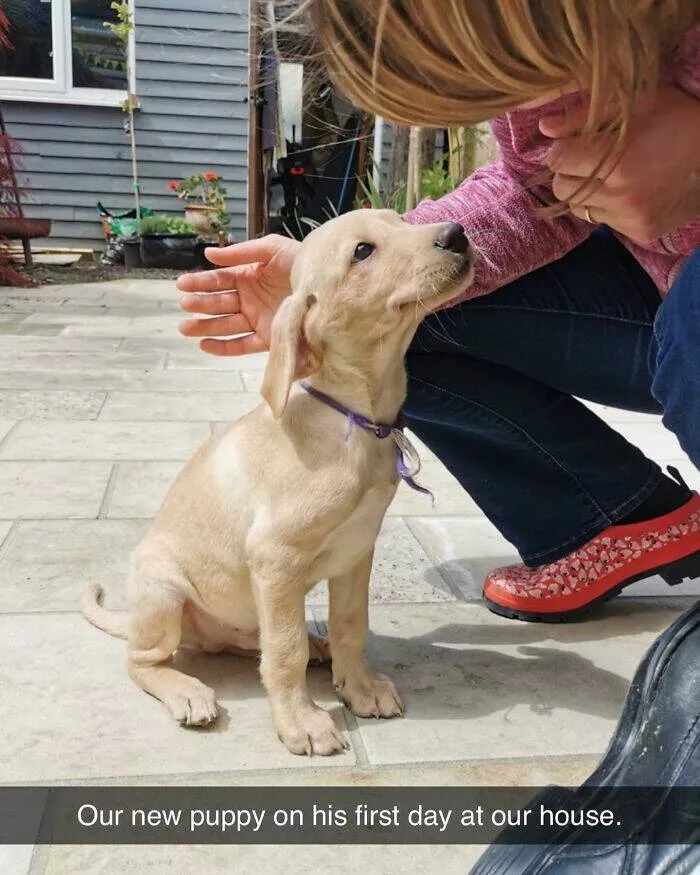 Todays bark of pure joy - #43 