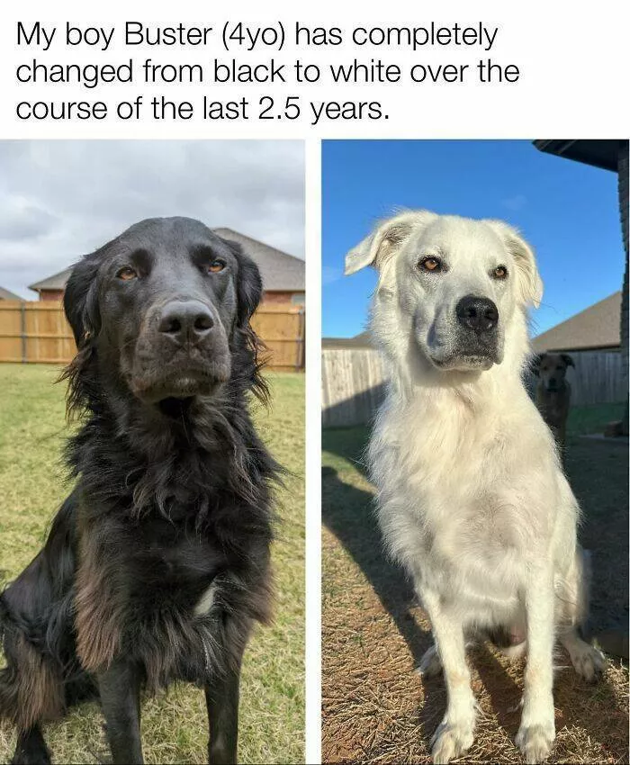 Todays bark of pure joy - #44 