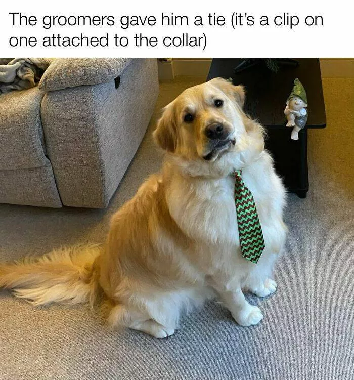 Votre dose canine de bonheur du jour - #45 