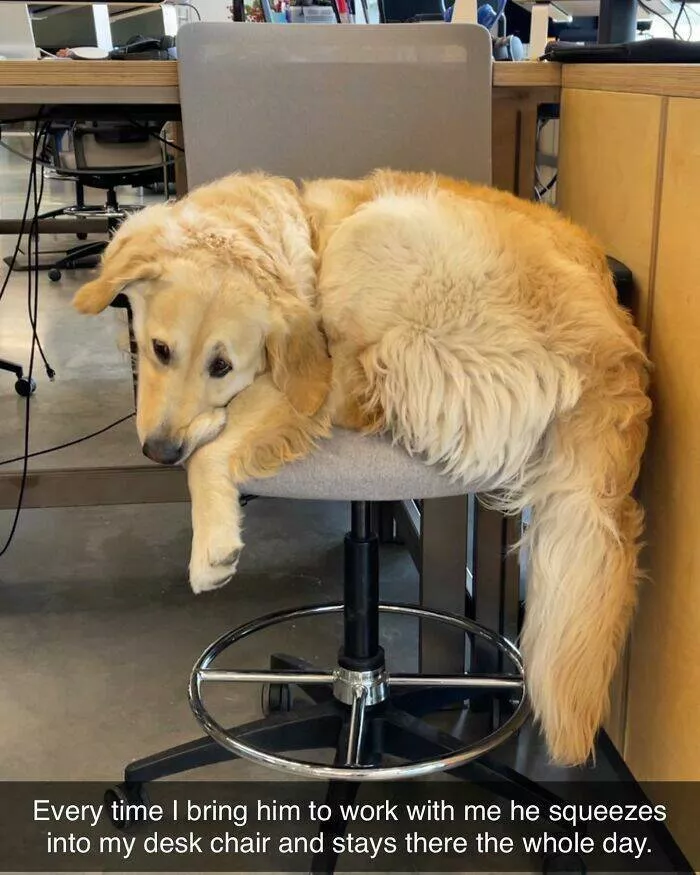 Todays bark of pure joy - #47 