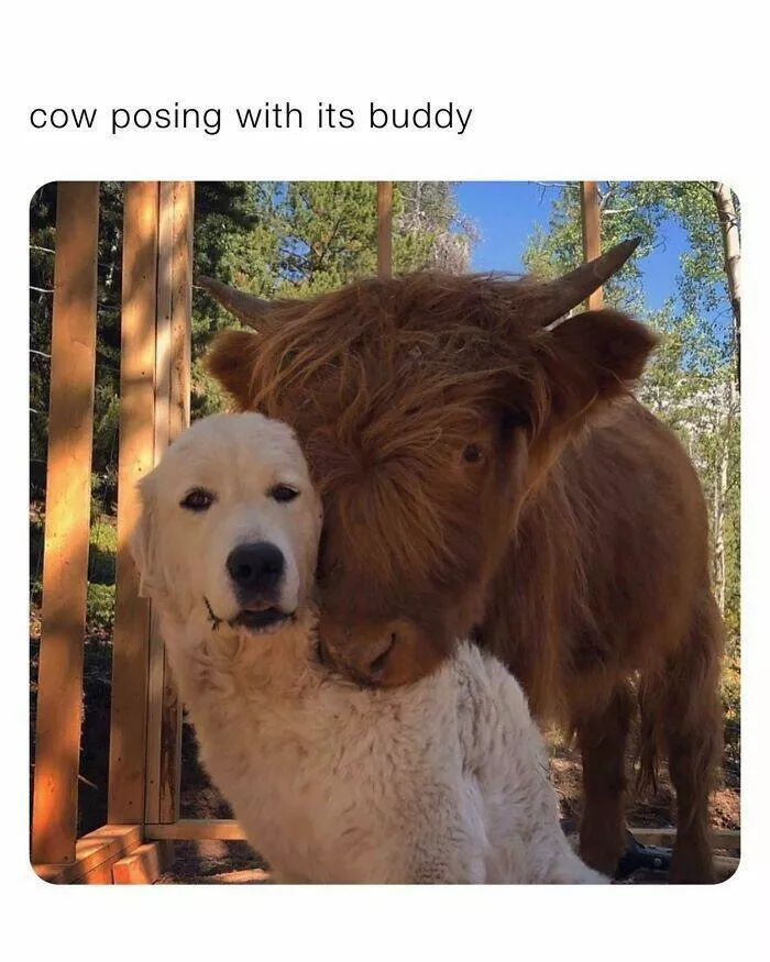 Votre dose canine de bonheur du jour - #6 