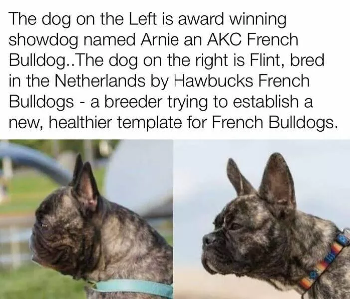Todays bark of pure joy - #7 