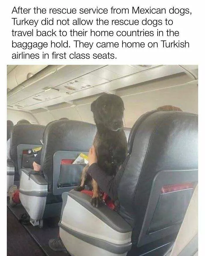 Todays bark of pure joy - #8 