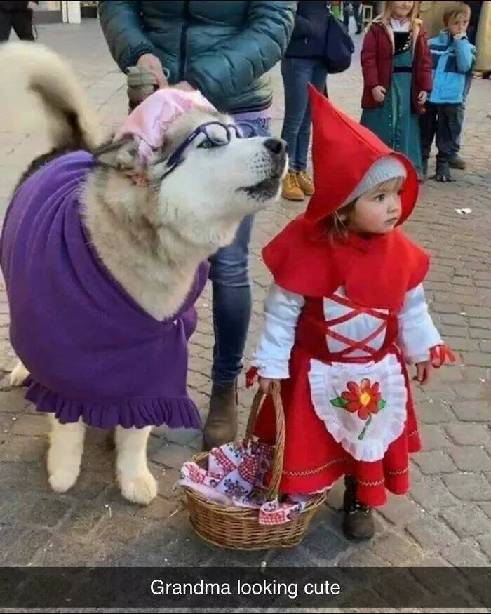 Votre dose canine de bonheur du jour - #9 