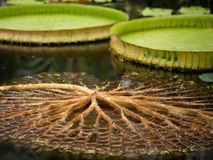 Astonishing wonders truly unbelievable and captivating shots - #12 Underside View Of A Lily Pad Leaf In Nature