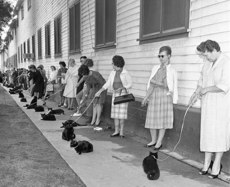 Astonishing wonders truly unbelievable and captivating shots - #18 1961 Auditions For The Black Cat Movie Featured Real Black Cats