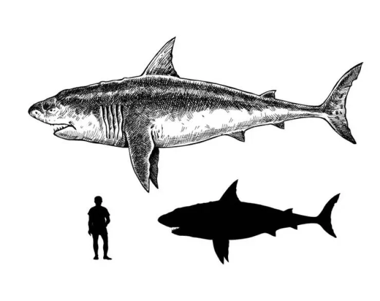 Astonishing wonders truly unbelievable and captivating shots - #25 Megalodon Shark Size Compared To Human In Scale Chart