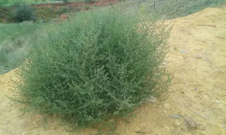 Astonishing wonders truly unbelievable and captivating shots - #28 Tumbleweed Appearance Before It Begins Rolling In The Wind