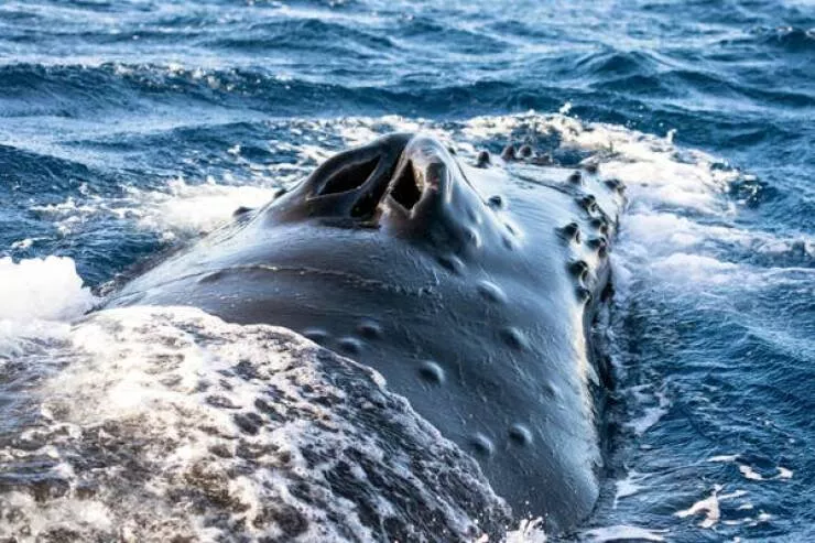 Merveilles stupefiantes des images incroyables et fascinantes - #3 Gros plan sur l’évent de souffle d’une baleine à bosse