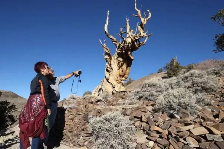 Astonishing wonders truly unbelievable and captivating shots - #34 Methuselah Tree: The Oldest Living Tree On Earth