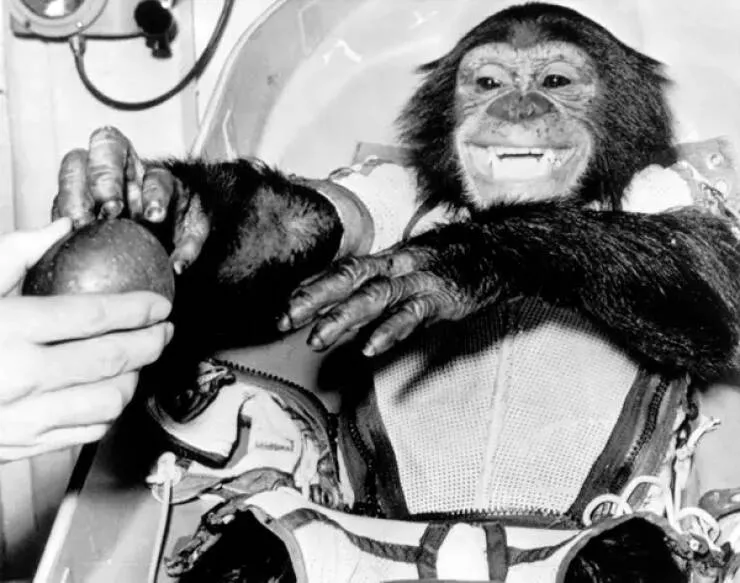 Astonishing wonders truly unbelievable and captivating shots - #36 Ham The Chimp Celebrates Space Trip With An Apple In 1961