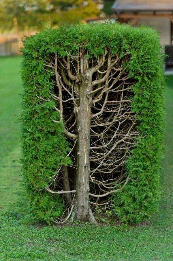 Astonishing wonders truly unbelievable and captivating shots - #7 Cross-Section Of A Hedge Reveals Inner Structure