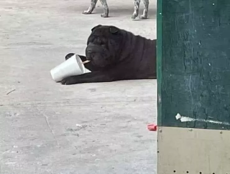 Picdump 1027