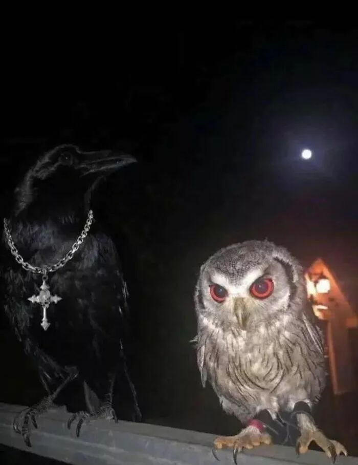 Adorably scary animal encounters - #10 