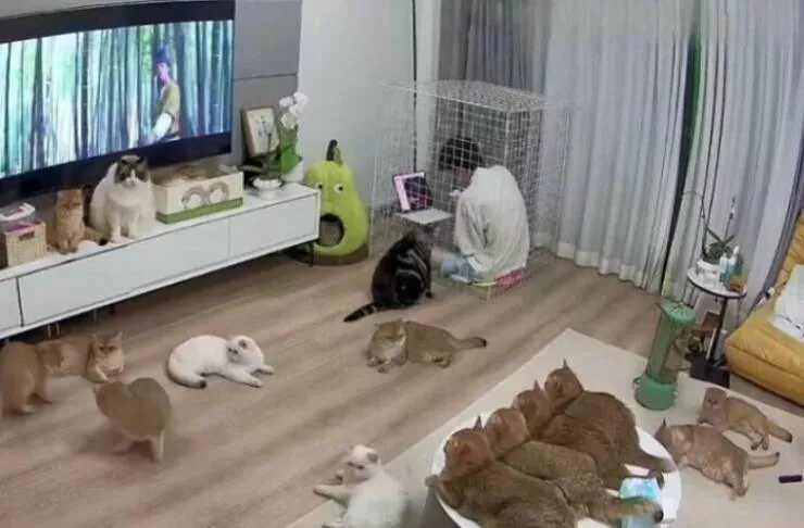 Adorables mais terrifiants moments danimaux inattendus - #12 
